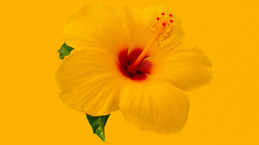 “Vibrant Yellow Hibiscus Wallpaper - Tropical Floral Design”