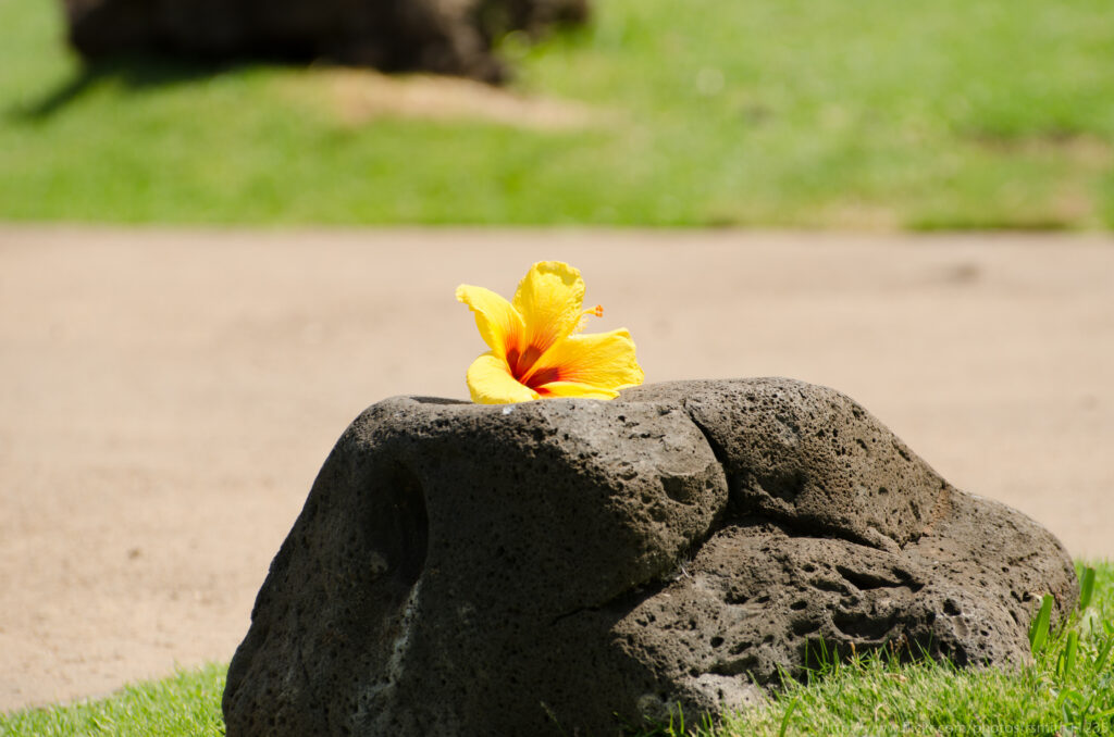 Bright Yellow Hibiscus Flower on Stone - Minimalist Nature Background Wallpaper