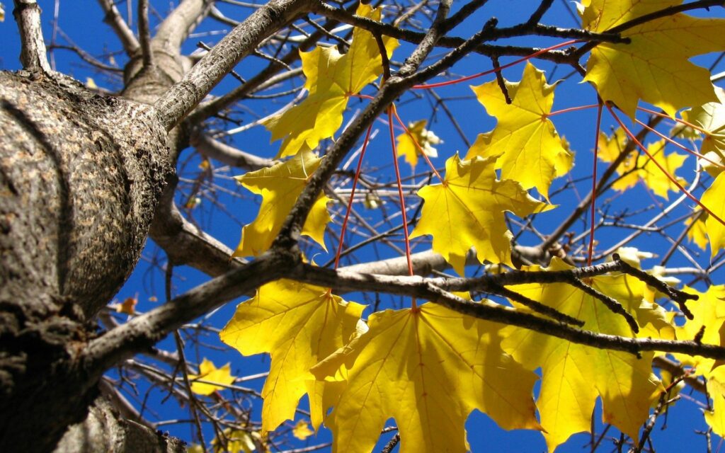 Bright yellow maple leaves on textured tree trunk with blue sky autumn wallpaper background