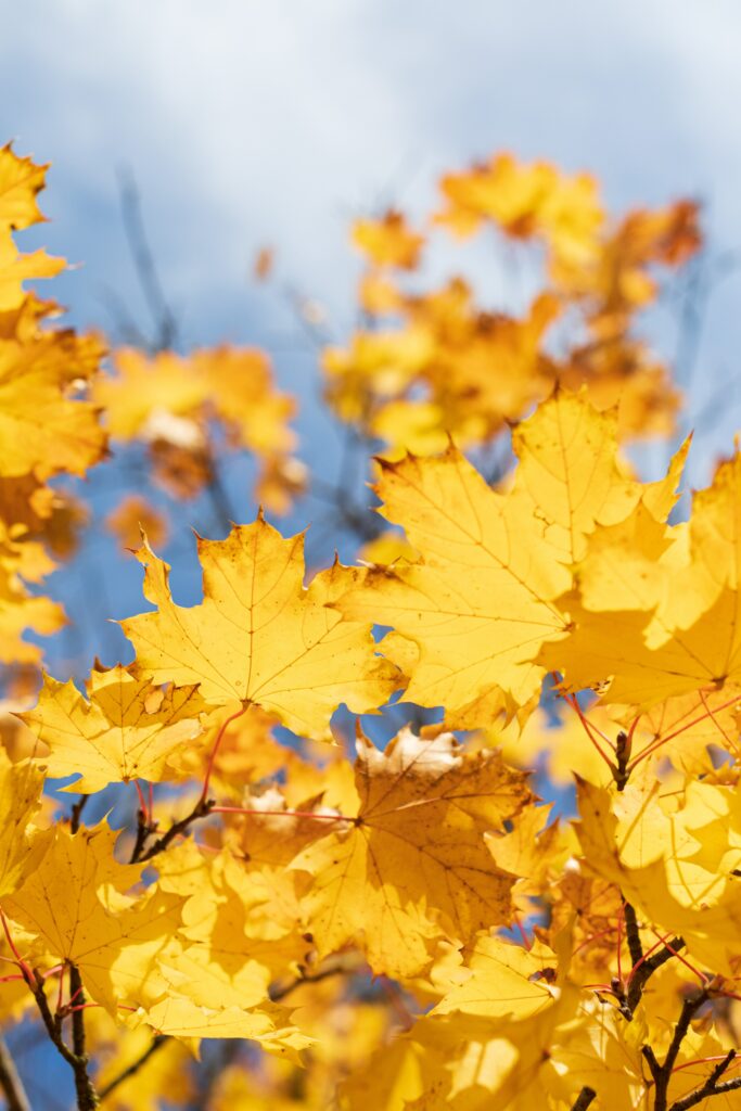 Bright yellow maple leaves wallpaper with detailed textures under a soft blue autumn sky