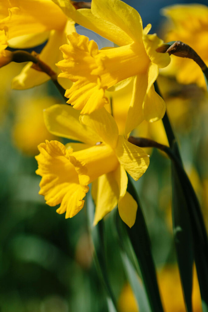 Bright Yellow Narcissus Daffodil Wallpaper - Spring Vibes Background