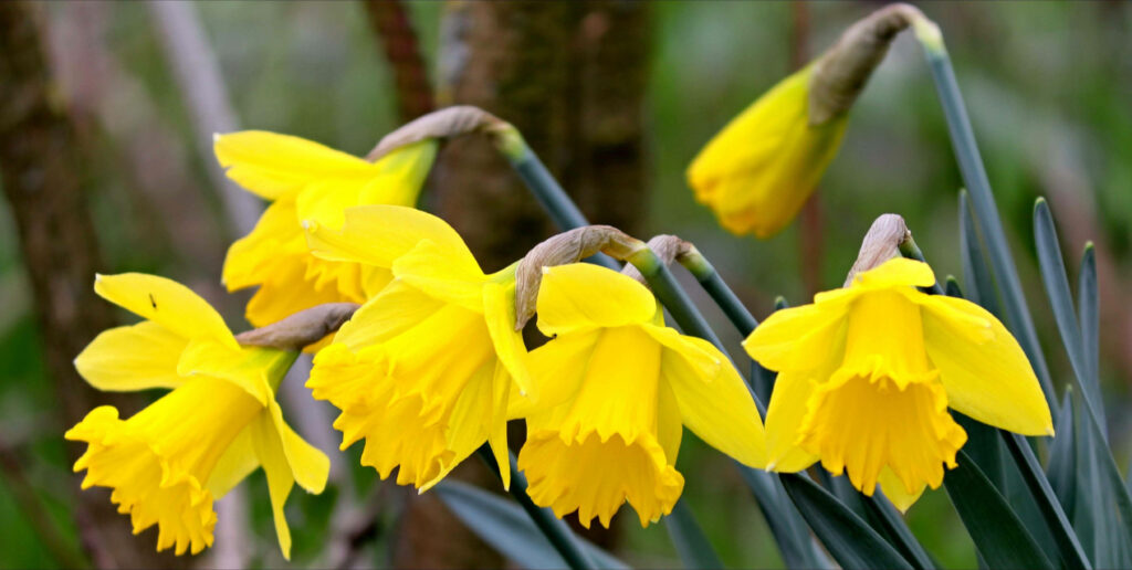 Vibrant Yellow Narcissus Flowers on Green Background Wallpaper