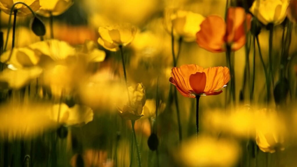 Bright Yellow and Orange Flower Wallpaper Background for Cheerful Vibes