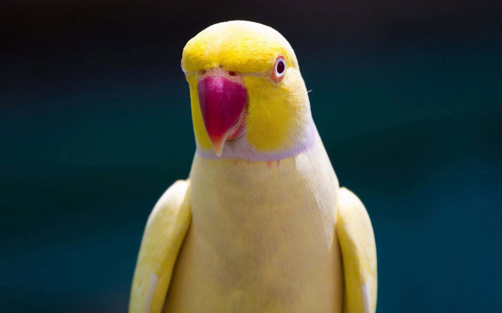 Vibrant Yellow Parrot with Pink Beak - Elegant Wallpaper Background