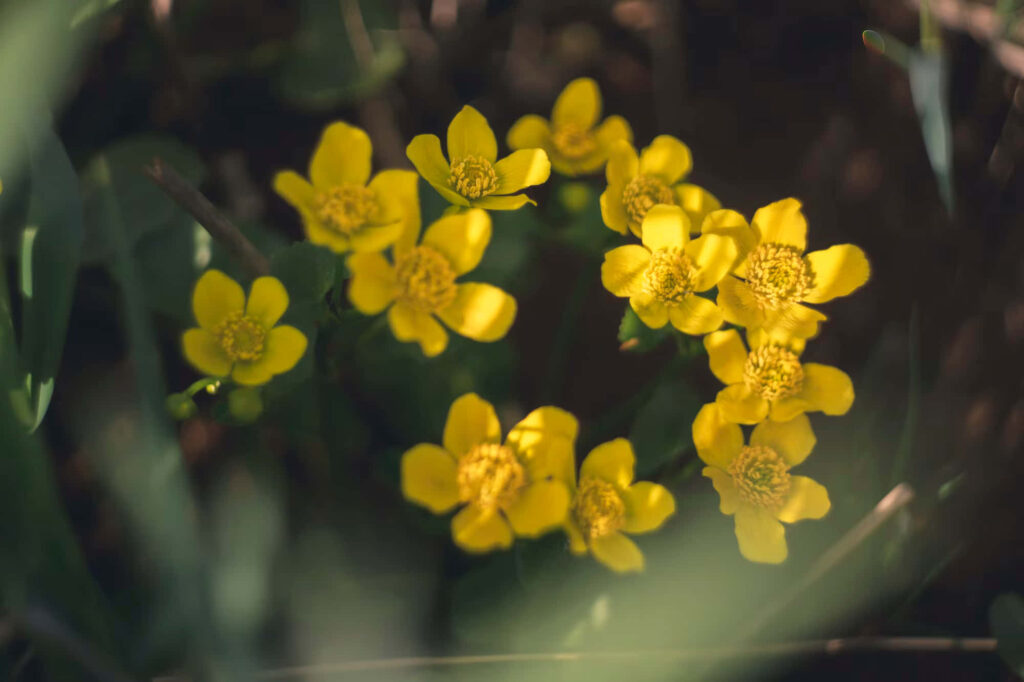 Moody Floral Contrast: Bright Yellow Perennials Against Dark Background Wallpaper