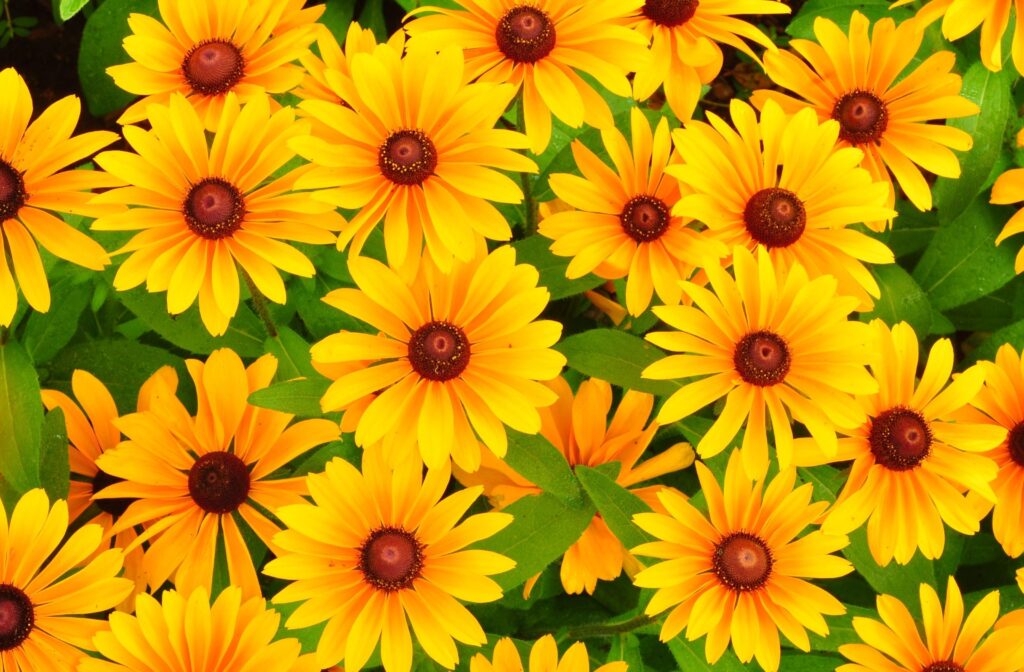 Bright Yellow Rudbeckia Flowers Wallpaper - Lush Green Background 3200x2100