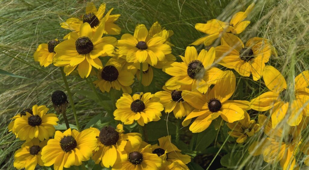Bright Yellow Rudbeckia Flowers Wallpaper with Lush Green Grass Background