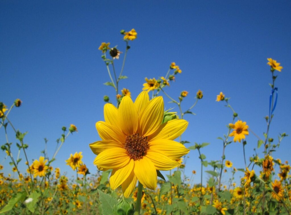 Vivid Close-Up of Bright Yellow Sunflower Against Blue Sky Background Wallpaper