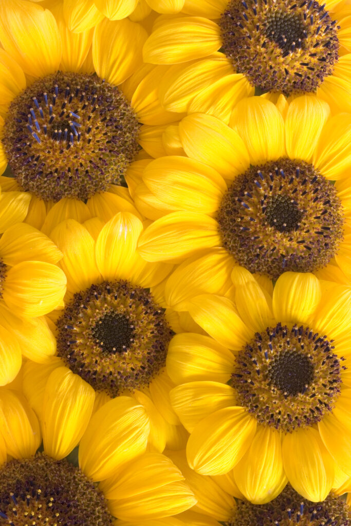 Vibrant Sunflower Wallpaper: Bright Yellow Petals Close-Up Background