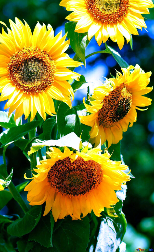 Bright Yellow Sunflowers Wallpaper Against Vivid Blue Sky Background