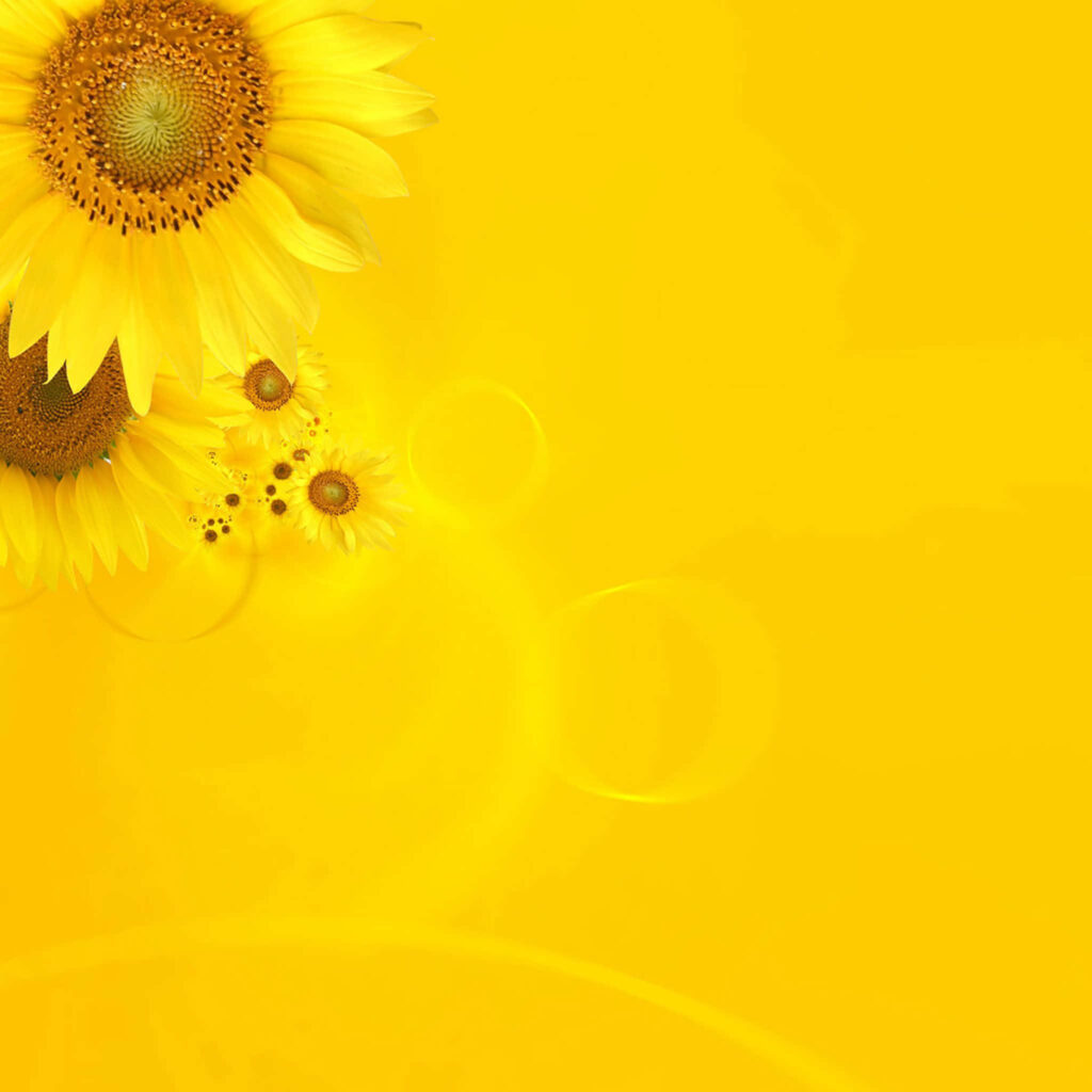 Vibrant Yellow Sunflower Wallpaper: Cheerful Background Design