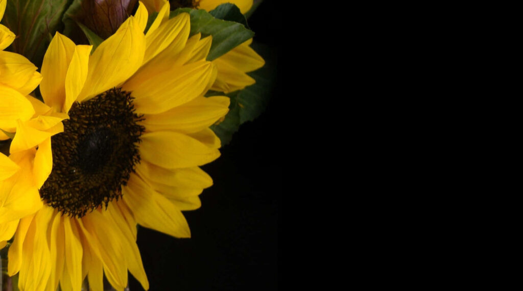 Vivid Yellow Sunflower Wallpaper on Black Background - Detailed Beauty