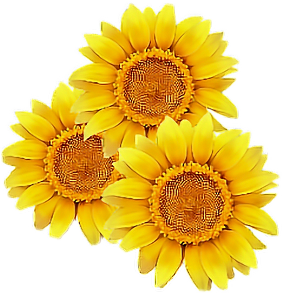 Vibrant Sunflower Wallpaper: Bright Yellow Petals on Transparent Background