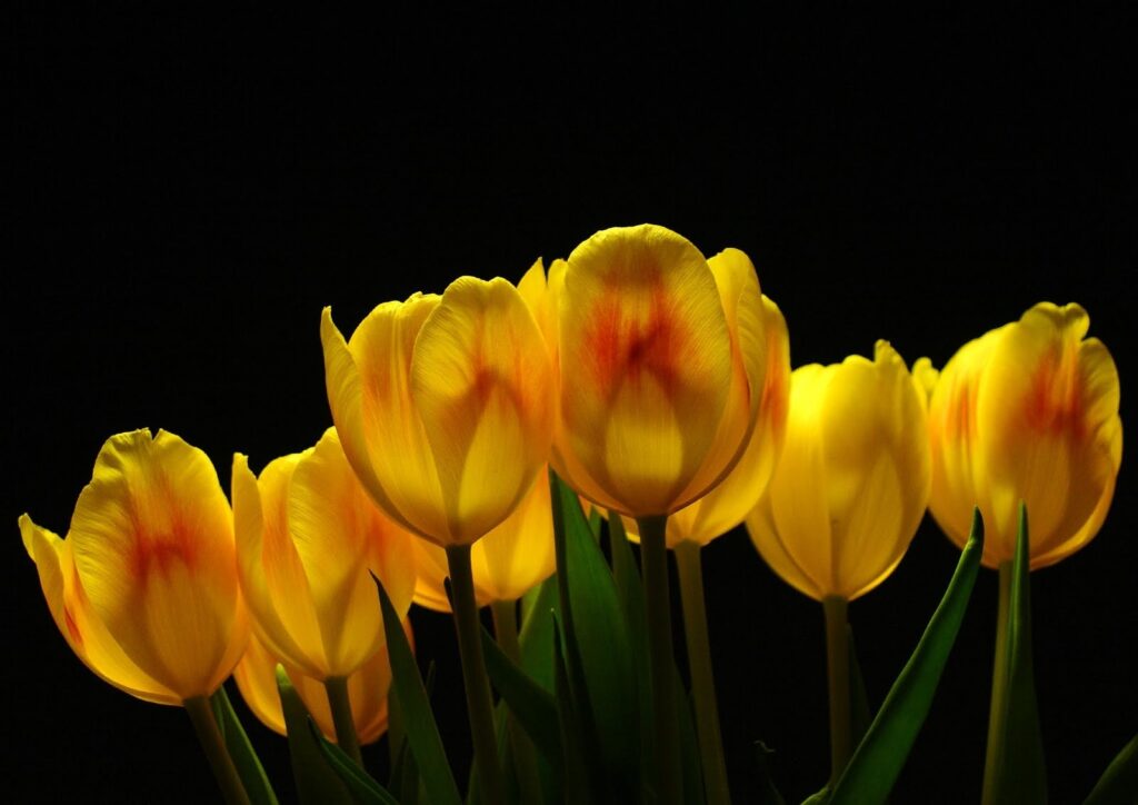 Bright Yellow Tulips on Dark Background - Stunning Floral Wallpaper