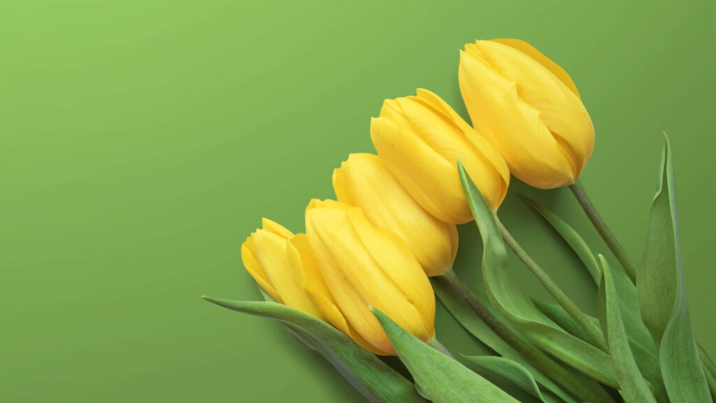 Bright Yellow Tulips Wallpaper: Cheerful Floral Background Design