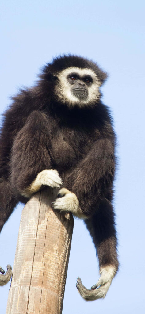 Gibbon Sitting on Wooden Block - Blue Sky Background Wallpaper