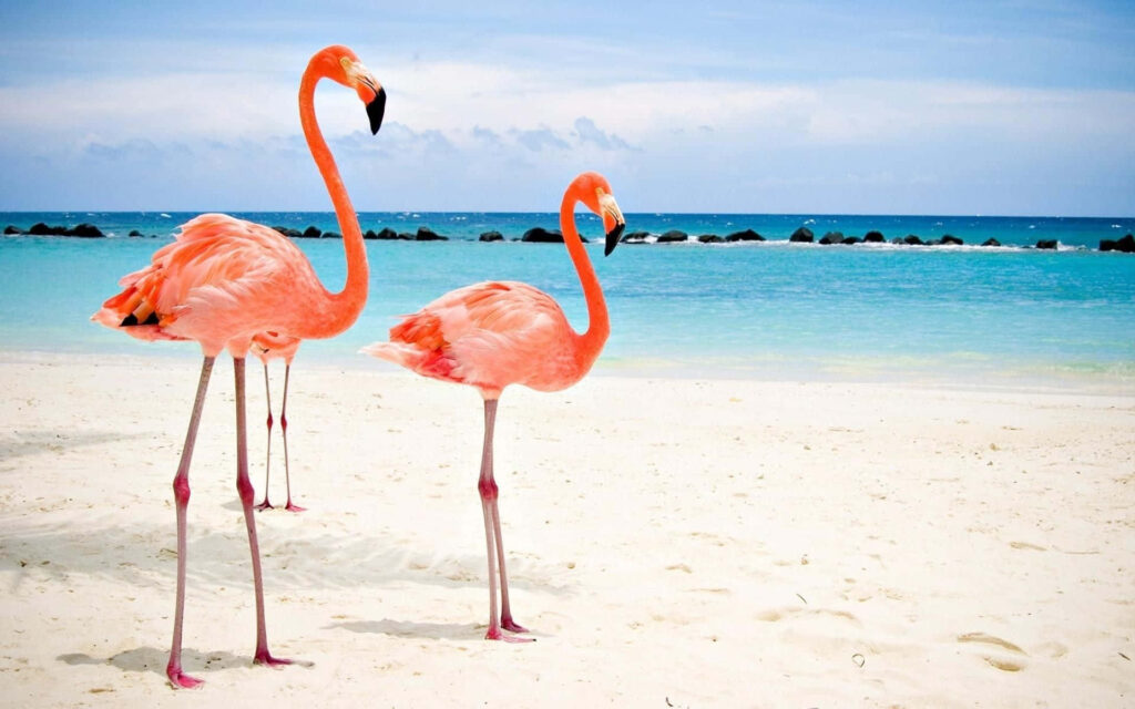 Vibrant Flamingo Laptop Wallpaper: Tropical Beach Serenity