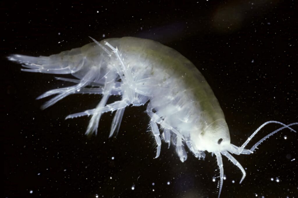 Close-up of a brightly colored translucent amphipod with delicate limbs on dark background wallpaper