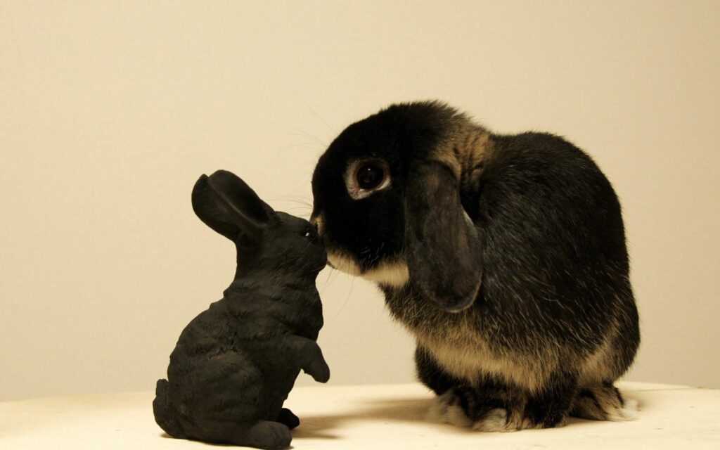Curious Brindle Baby Rabbit Leans Toward Black Rabbit Statue Wallpaper