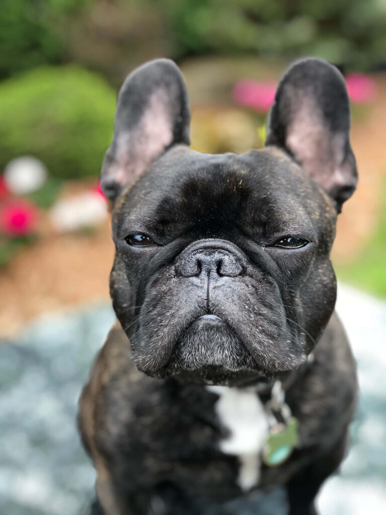 Brindle French Bulldog Wallpaper: Suspicious Look & Outdoor Charm