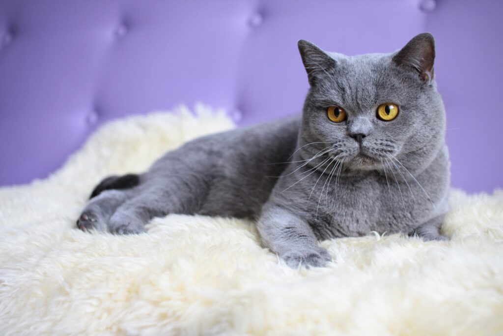 Cozy British Shorthair Cat Relaxing on Plush Rug with Purple Background Wallpaper