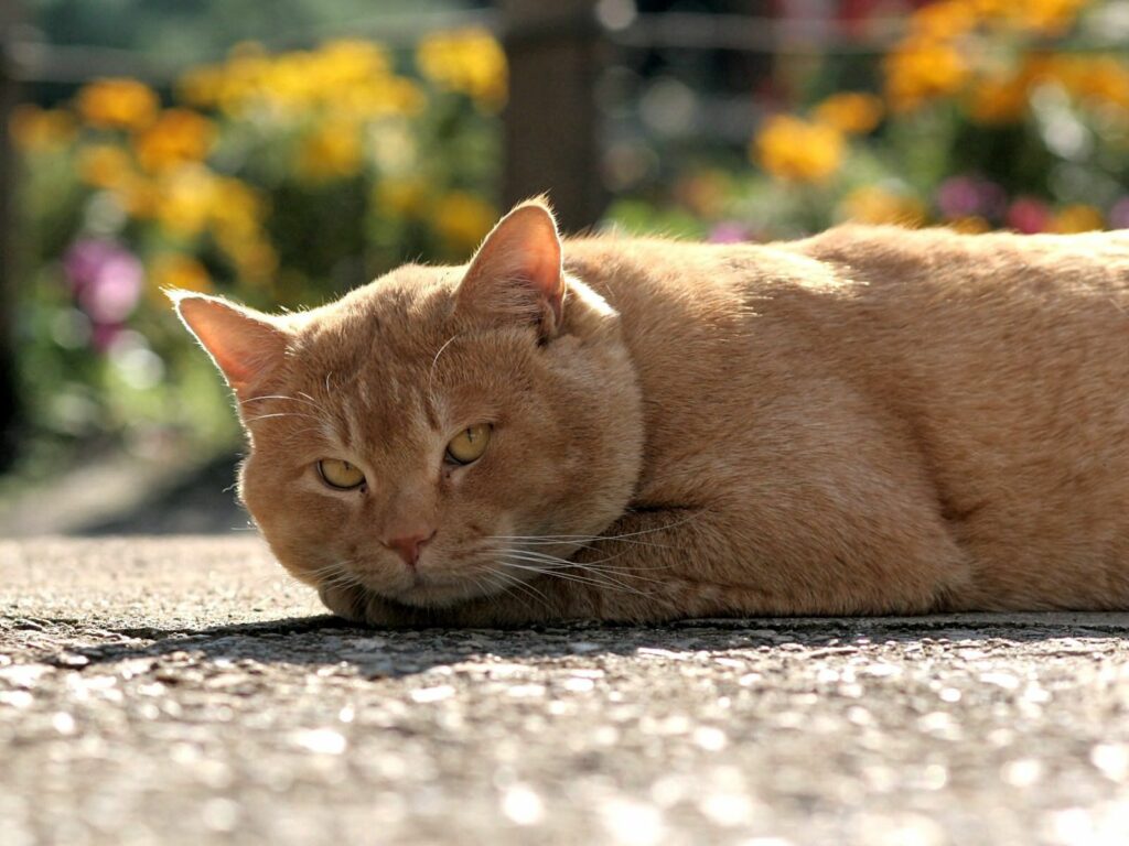 Brooding Cat Wallpaper: Serene Plush Feline Amid Vibrant Flowers