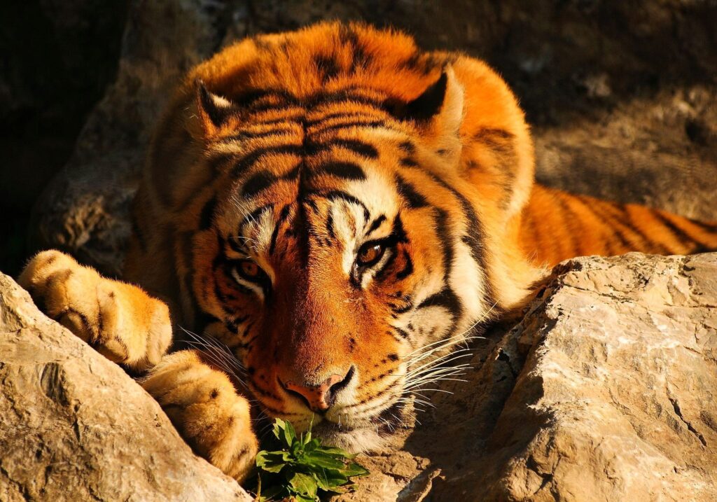 Brooding Tiger Wallpaper: Intense Gaze Amidst Rugged Stones