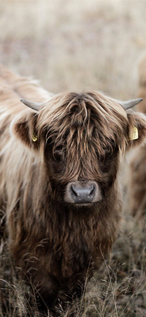 Brown Baby Scottish Highland Cattle Wallpaper - Rustic Natural Background