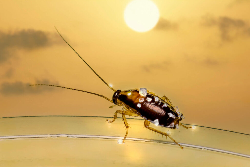 Brown banded cockroach on golden sunset background with detailed antennae and banded body patterns Wallpaper