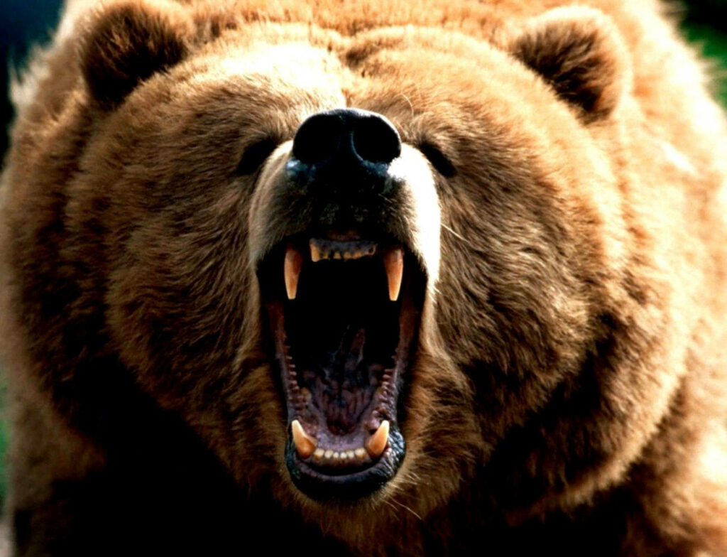 Majestic Brown Bear Roaring: Close-Up Wallpaper with Nature Background