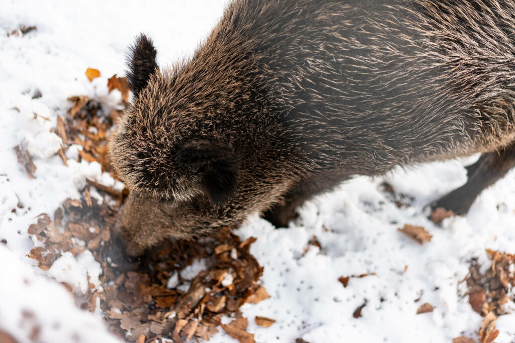 Brown Boar Foraging in Snowy Landscape - Nature Wallpaper