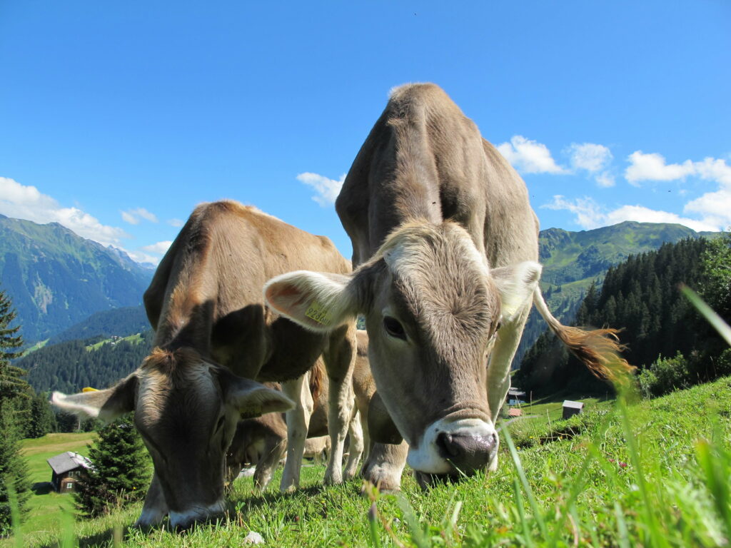 Brown cattle grazing in lush alpine meadow with mountains under bright blue sky wallpaper