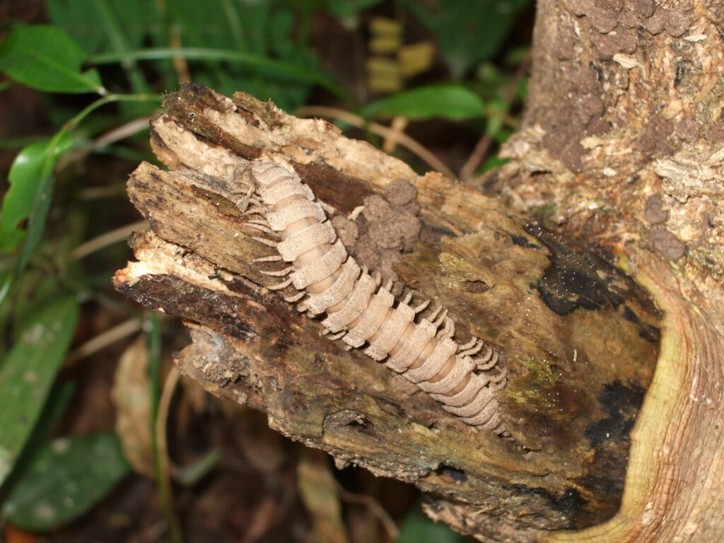 Brown Centipede on Tree Bark: Close-Up of Nature's Textures Wallpaper
