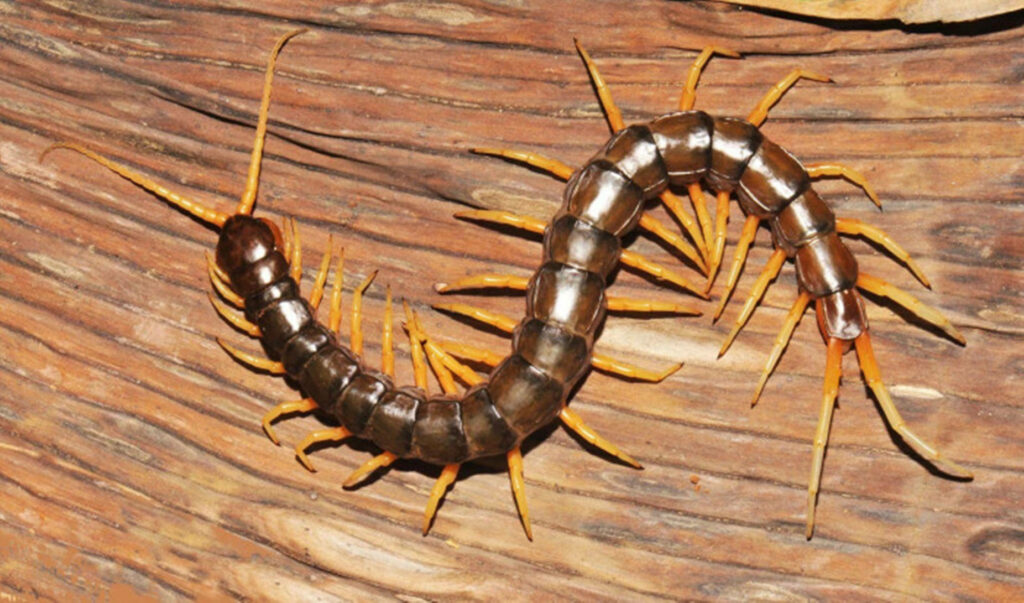 Intricate Brown Centipede on Rustic Wood Surface Wallpaper