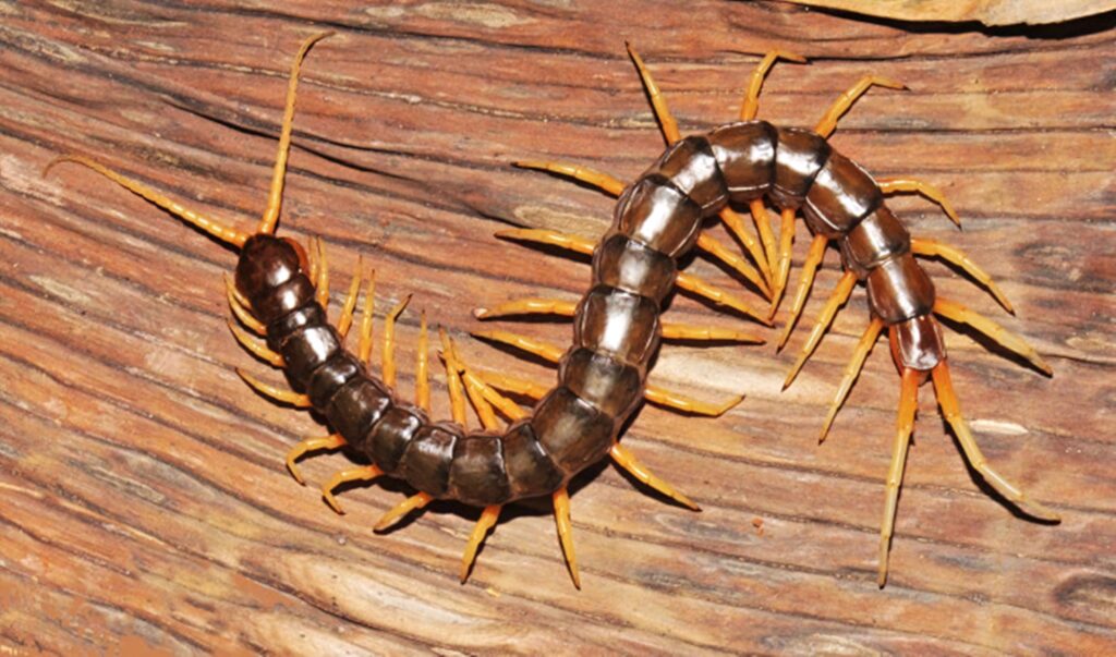 Brown centipede with vivid orange legs crawling on textured wooden surface natural detail wallpaper