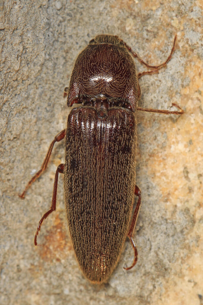 Close-up of brown click beetle on textured stone showing grooved elytra and natural patterns Wallpaper