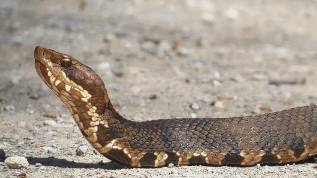 Brown Cottonmouth Snake on Stones: Textured Skin & Alert Posture Wallpaper
