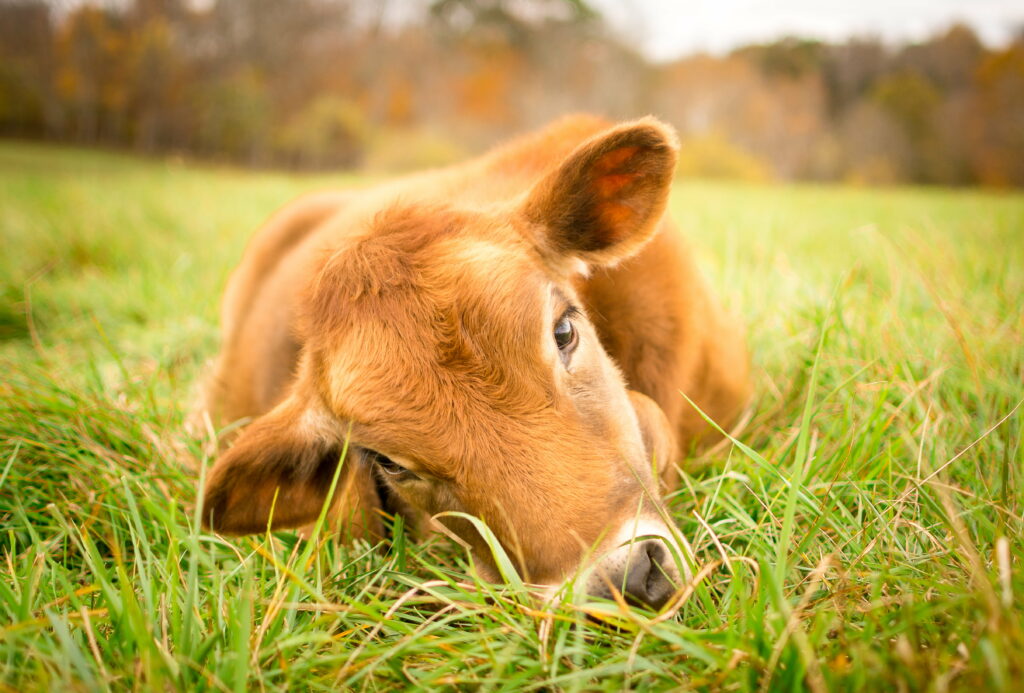 Brown calf resting peacefully in green grassy field with warm sunlight serene countryside scene Wallpaper
