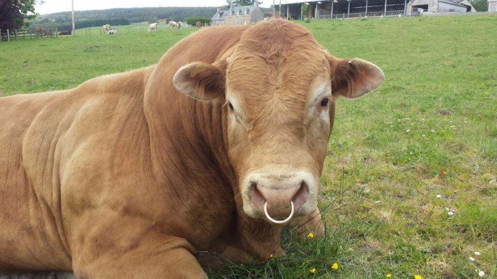 A Majestic Brown Cow in the Serene Vistas of Nature - Captivating HD Wallpaper