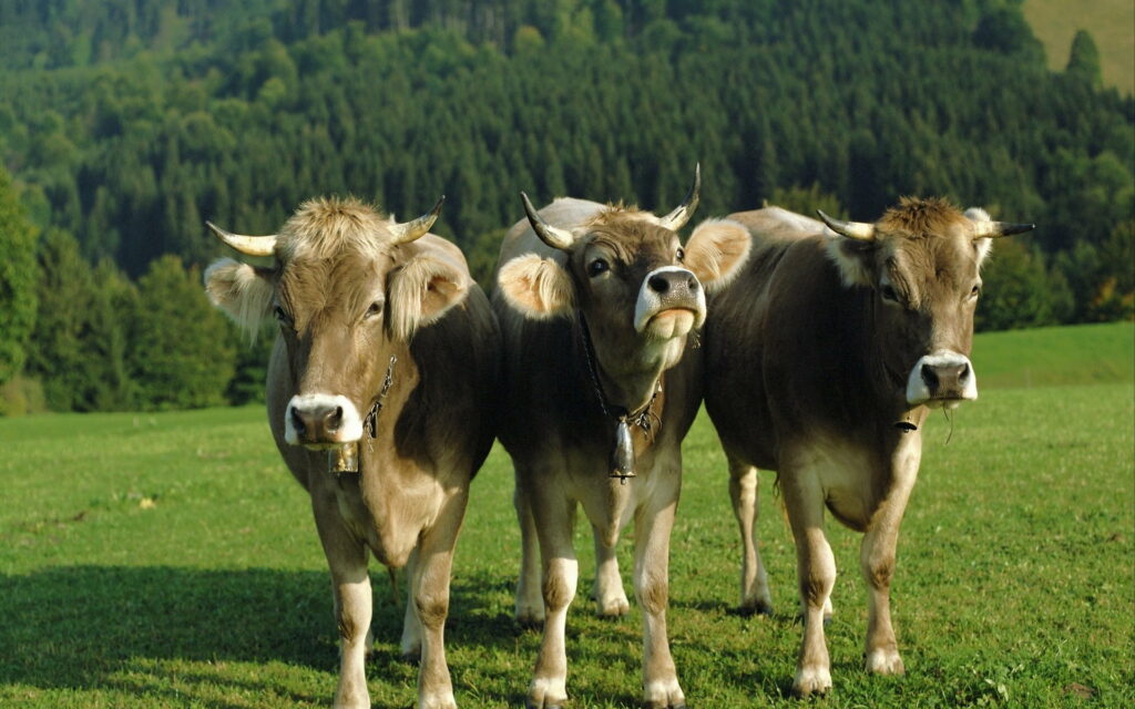 Rustic Countryside: Majestic Brown Cows Grazing in Lush Fields - HD Wallpaper