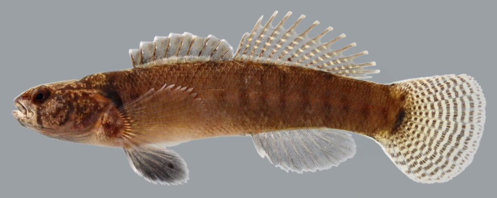Side profile of brown darter fish with delicate fins on neutral grey background wallpaper