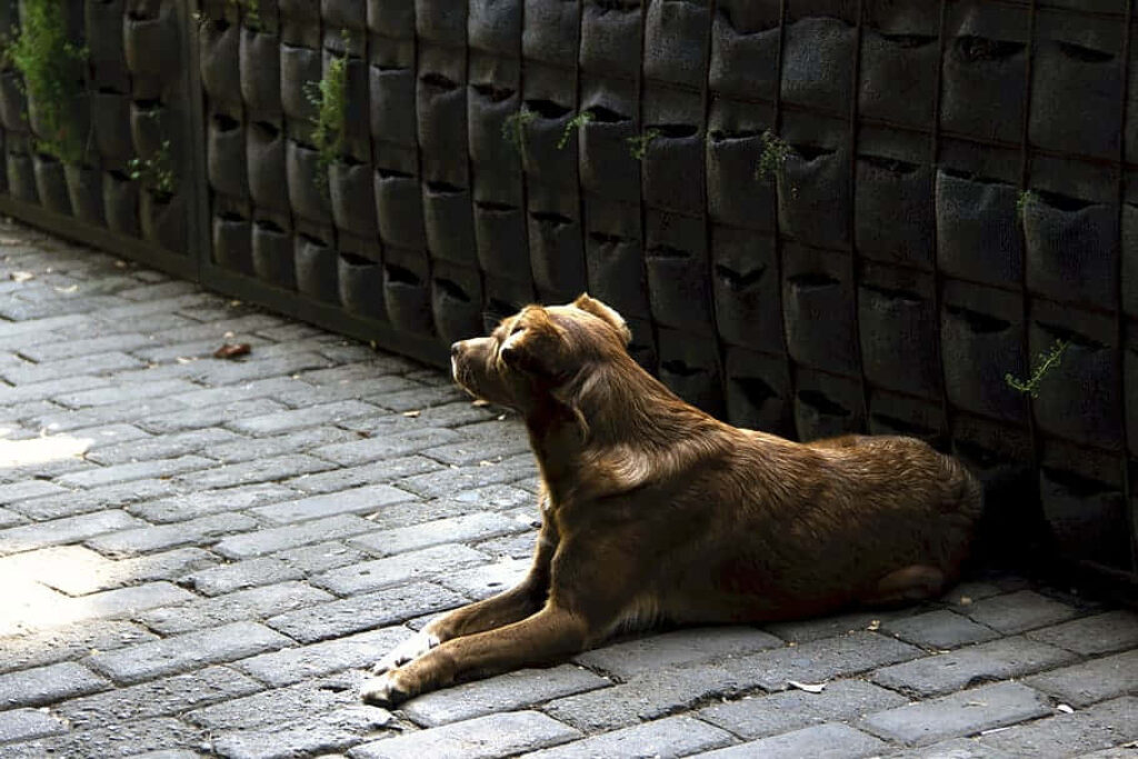 Attentive Brown Dog on Paved Walkway Against Dark Textured Wall Wallpaper