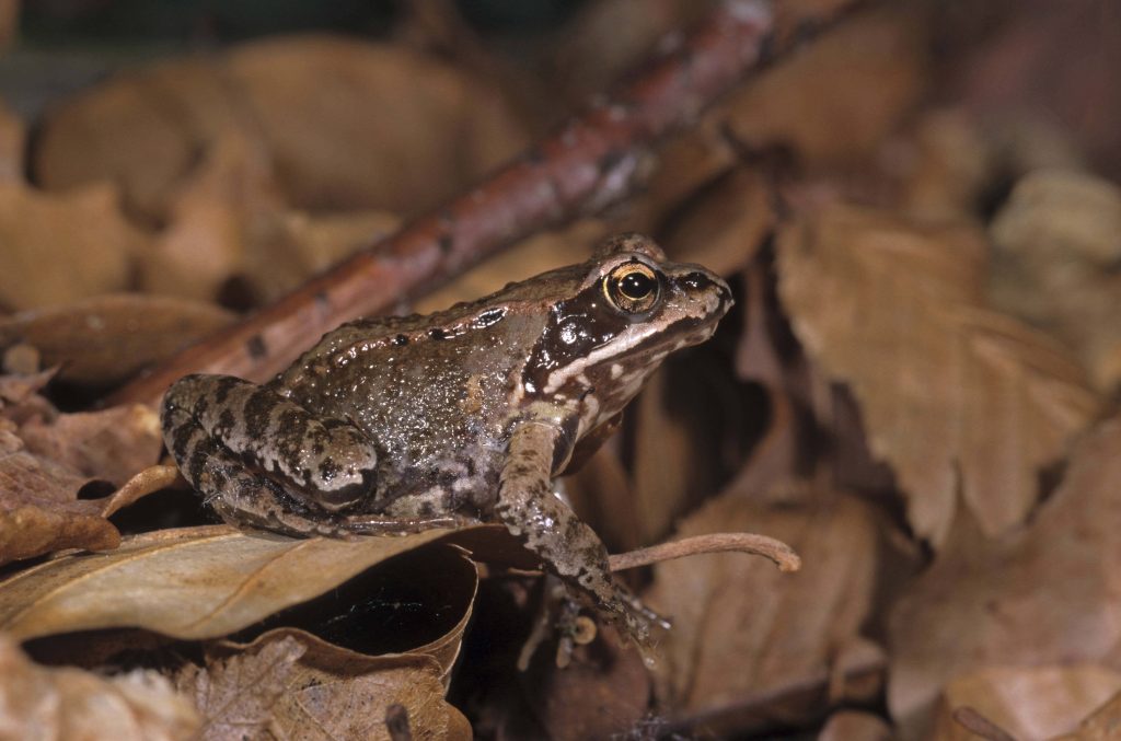 Brown frog camouflaged on dry leaves macro shot showcasing texture and golden eye detail Wallpaper