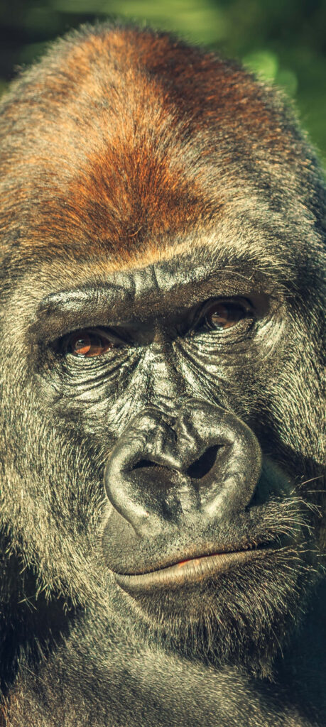 Close-Up of a Majestic Brown Gorilla with Expressive Eyes Wallpaper