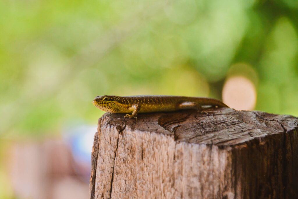 Brown Lizard on Weathered Tree Stump - Natural Green Background Wallpaper
