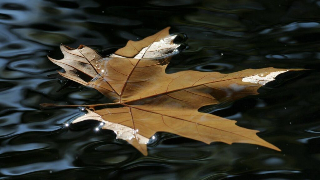 Brown Maple Leaf Floating on Dark Water - Textured Wallpaper Background