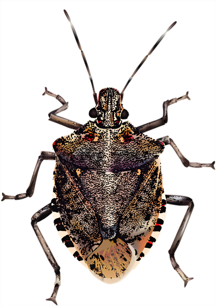 Brown Marmorated Stink Bug Wallpaper: Intricate Illustrations