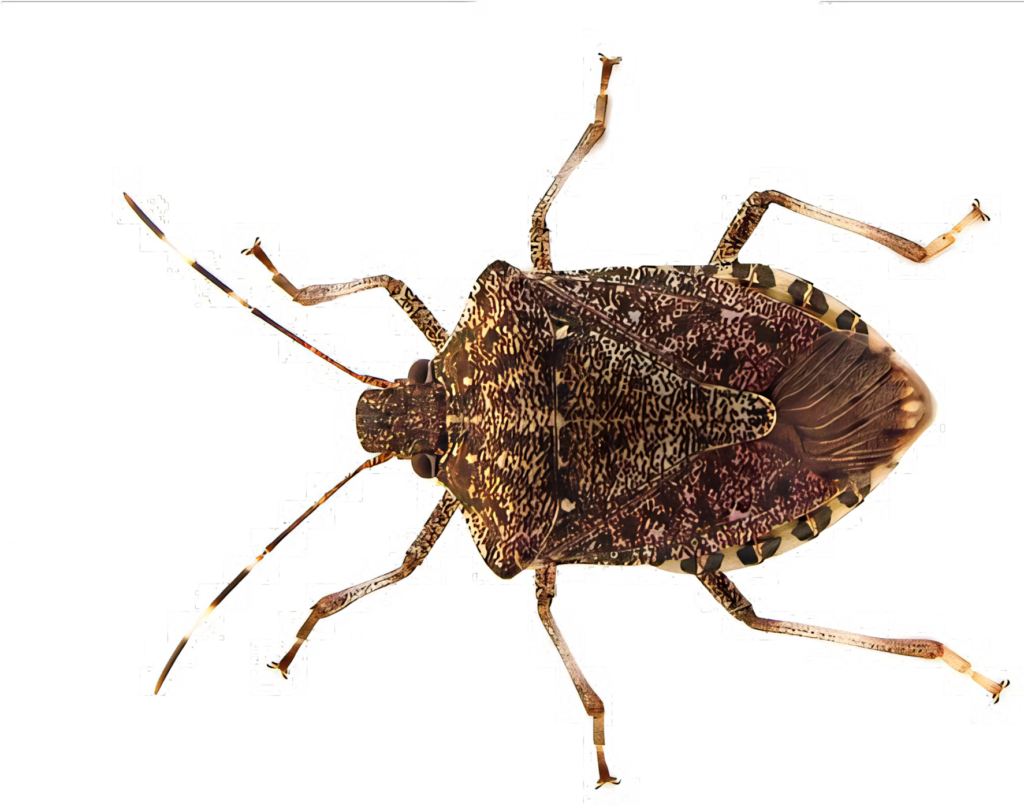 Brown Marmorated Stink Bug PNG Wallpaper - Detailed Insect Image