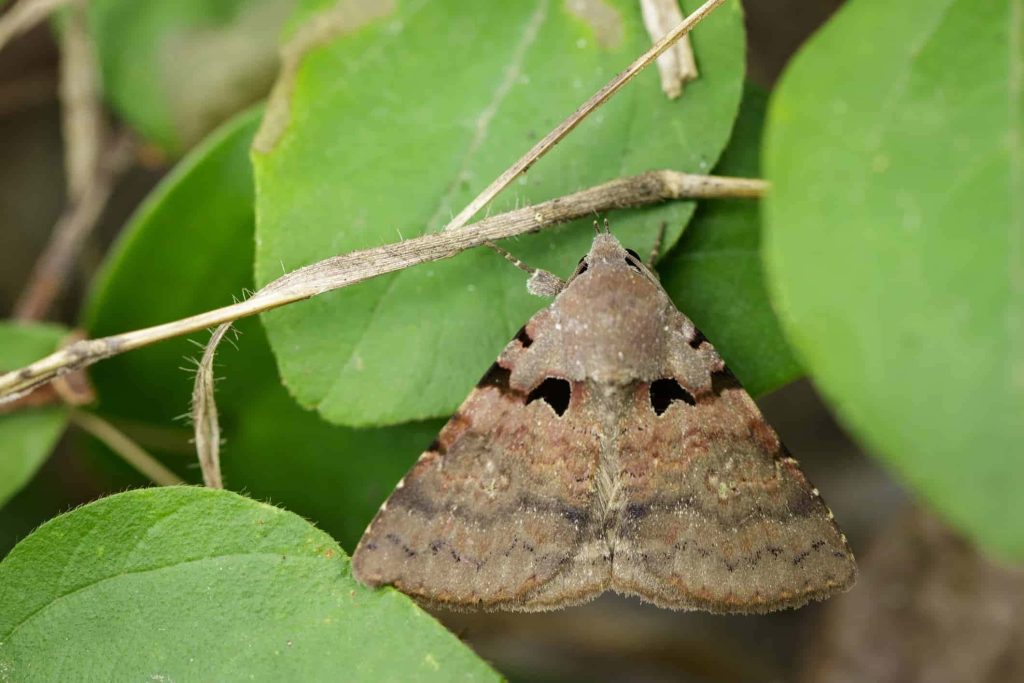 Macro photo of brown moth with dark wings resting on vibrant green leaves in natural light Wallpaper