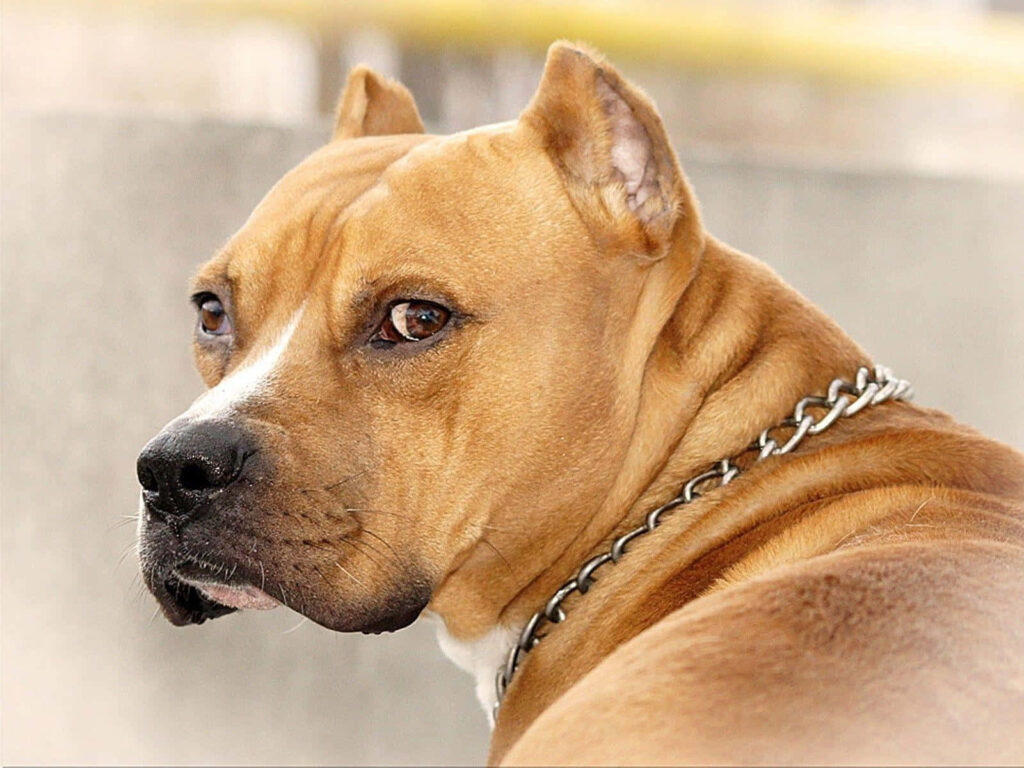 Alert Brown Pitbull Wallpaper: Muscular Build & Smooth Coat